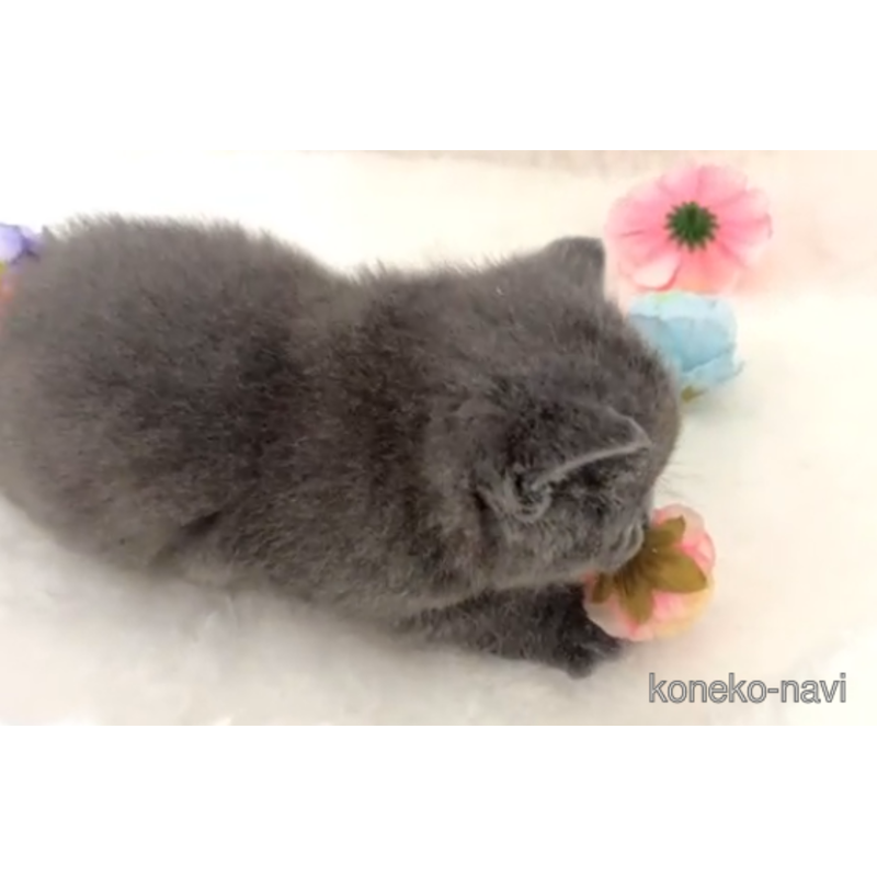 販売中の岡山県のブリティッシュショートヘア-121812の5枚目